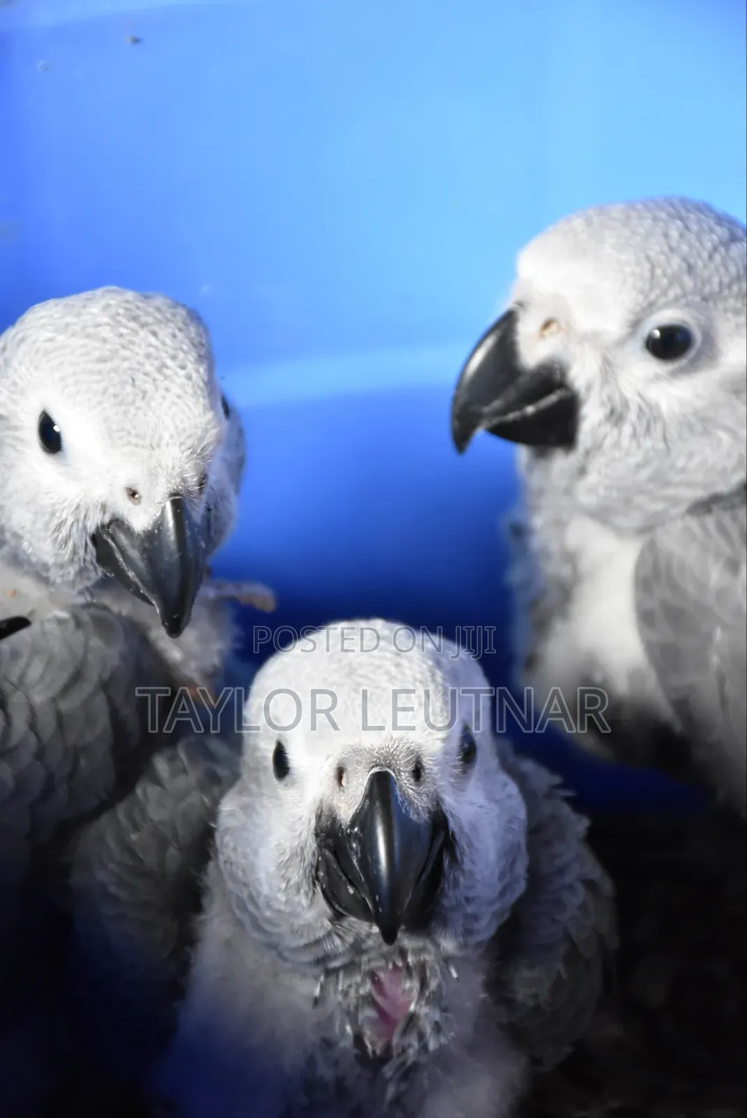 African Chicks Baby Parrot's Are Available