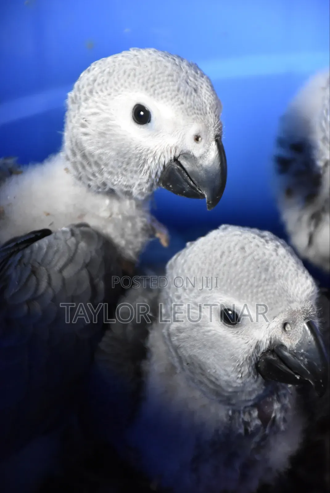 African Chicks Baby Parrot's Are Available