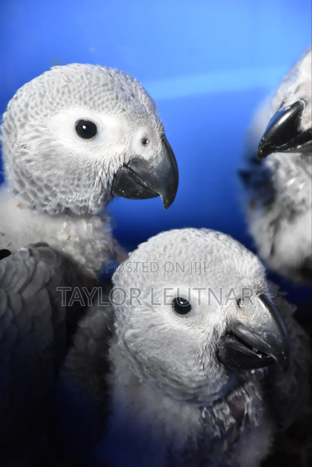 African Chicks Baby Parrot's Are Available