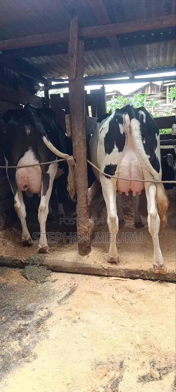 Milk Magnets Freshians - main view