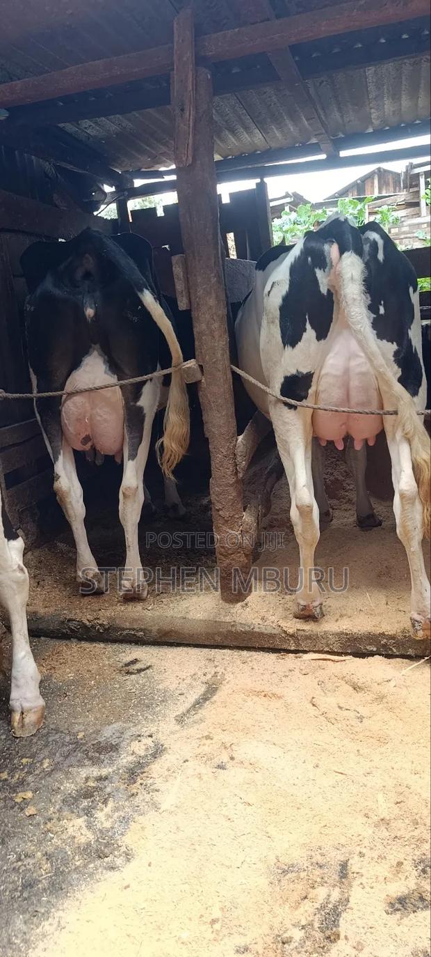 Milk Magnets Freshians - thumbnail 2