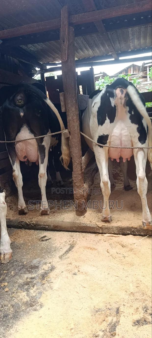 Milk Magnets Freshians - thumbnail 3