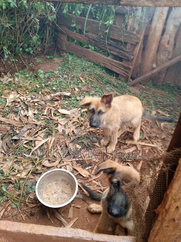 3-6 months Male Mixed Breed German Shepherd - thumbnail 3