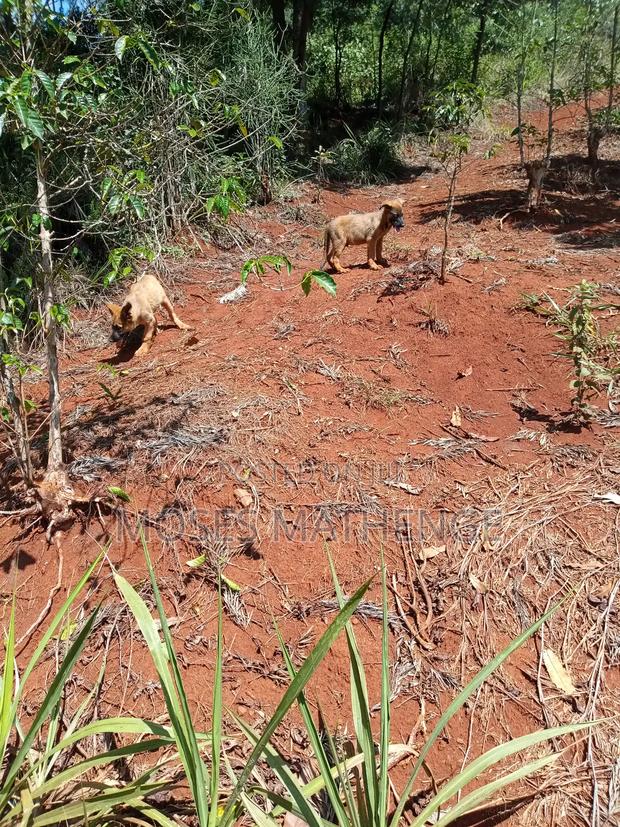 3-6 months Male Mixed Breed German Shepherd - thumbnail 4