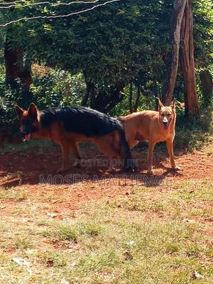 3-6 months Male Mixed Breed German Shepherd - thumbnail 2