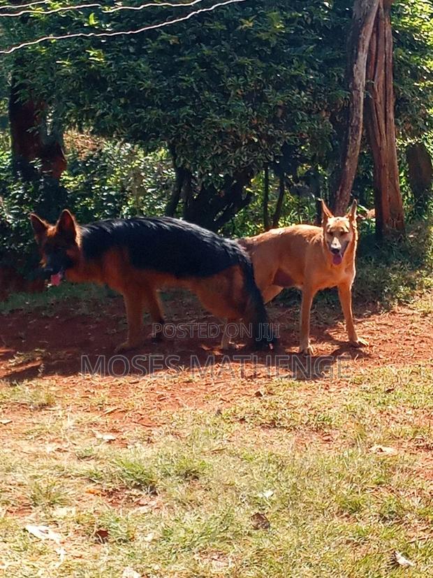 3-6 months Male Mixed Breed German Shepherd - main view