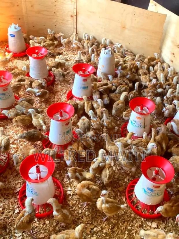 Chicks Hatching