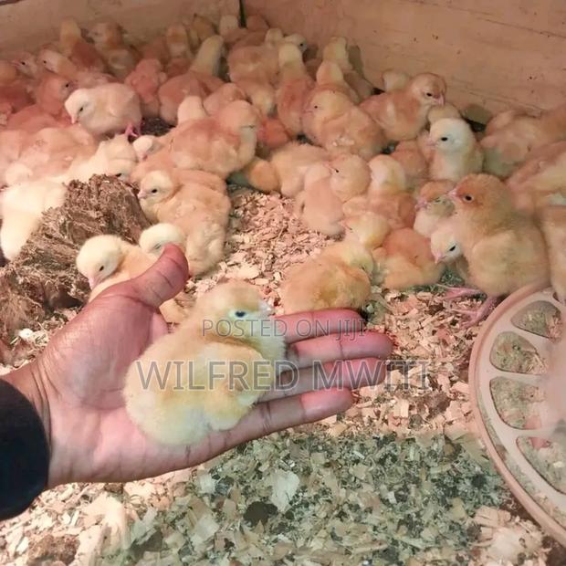 Chicks Hatching - thumbnail 2