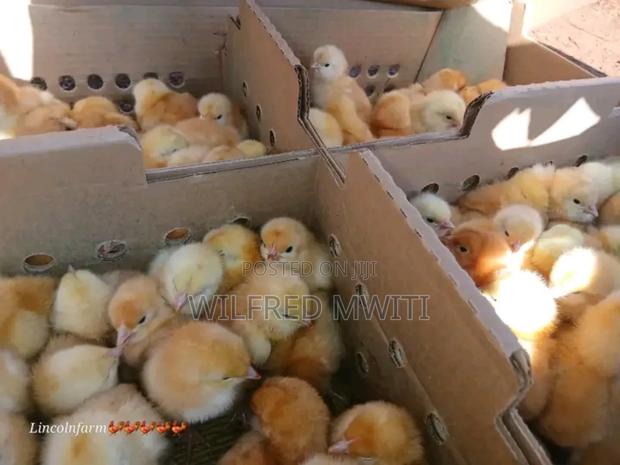 Chicks Hatching - thumbnail 3
