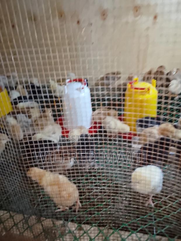 Chicks Hatching - thumbnail 4