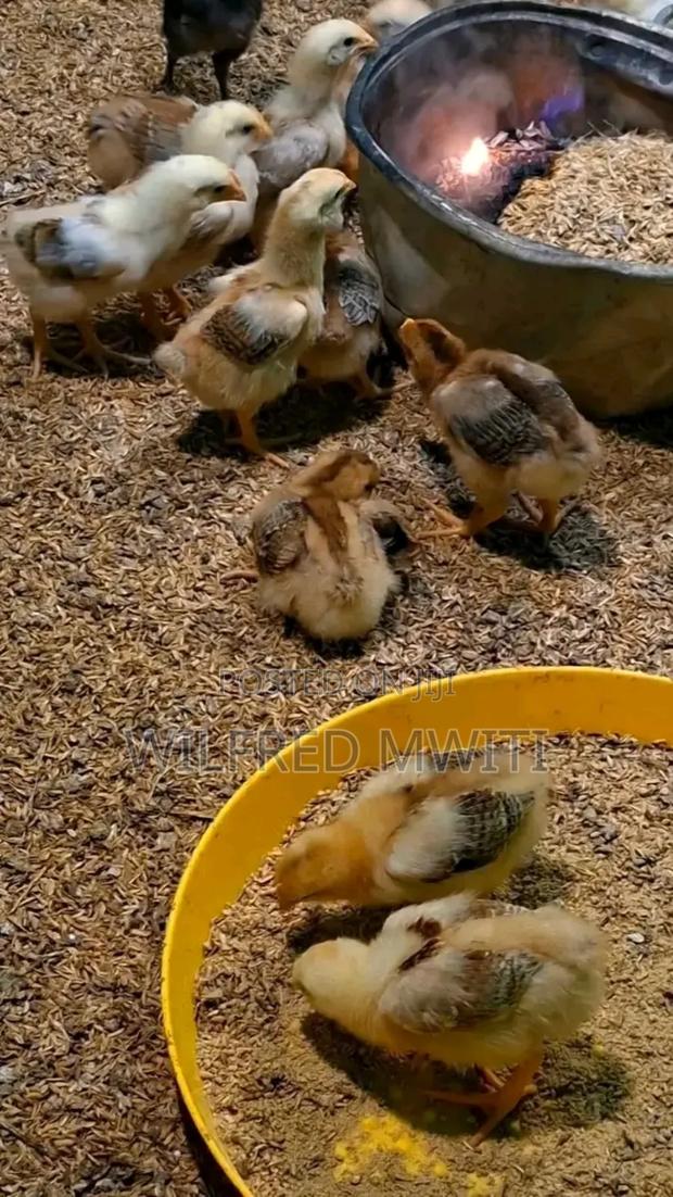 Chicks Hatching - thumbnail 5