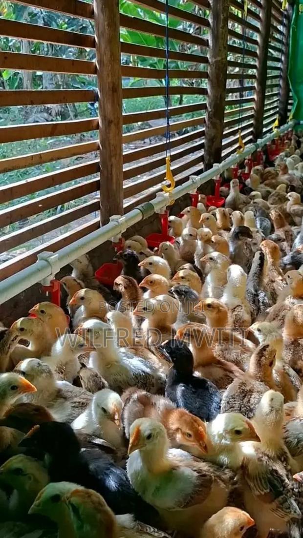 Chicks Hatching - thumbnail 6