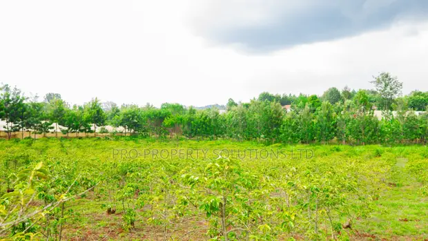 Muhuri Road 7 Acres