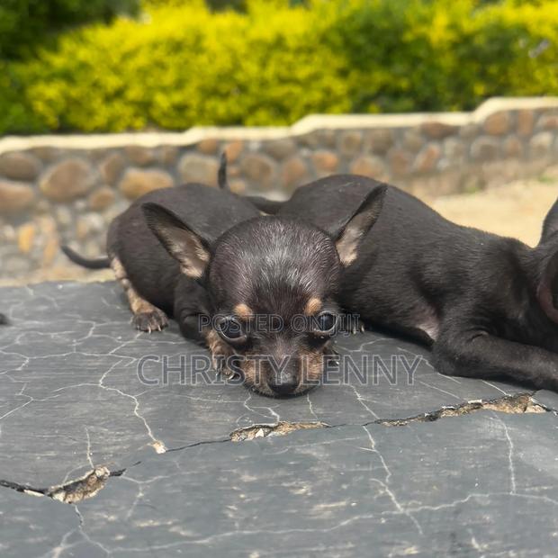 1-3 months Male Purebred Chihuahua