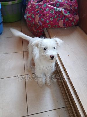 3-6 months Female Purebred Japanese Spitz - thumbnail 2