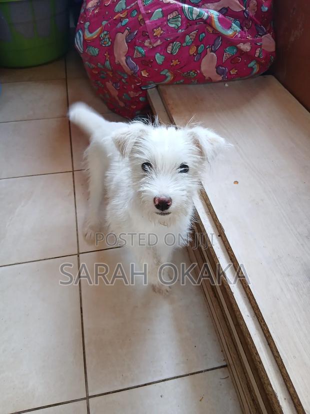 3-6 months Female Purebred Japanese Spitz - thumbnail 3