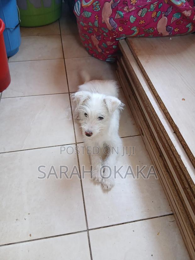 3-6 months Female Purebred Japanese Spitz - thumbnail 4