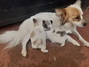 1-3 months Male Mixed Breed Papillon