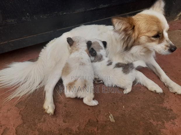 1-3 months Male Mixed Breed Papillon - main view