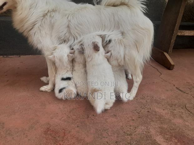 1-3 months Male Mixed Breed Papillon - thumbnail 3