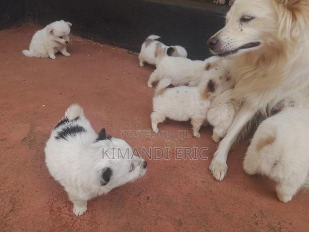 1-3 months Male Mixed Breed Papillon - thumbnail 4