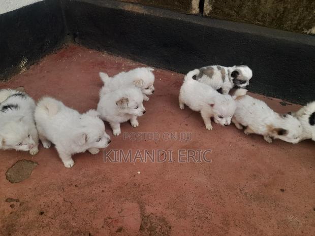 1-3 months Male Mixed Breed Papillon - thumbnail 6