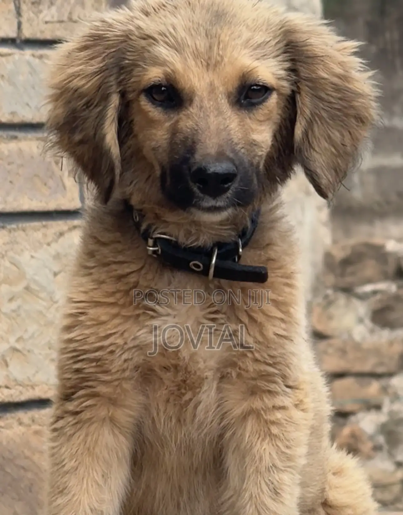 3-6 months Male Mixed Breed German Shepherd