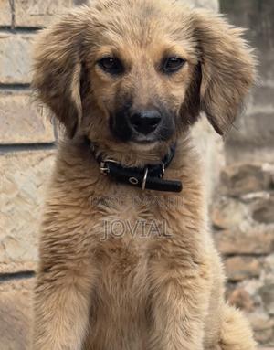 3-6 months Male Mixed Breed German Shepherd - thumbnail 2