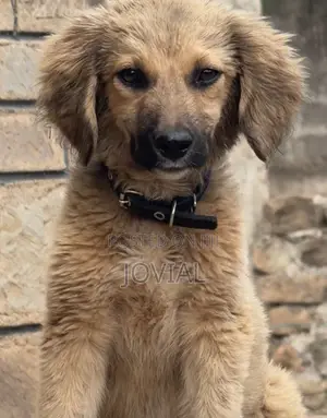 3-6 months Male Mixed Breed German Shepherd