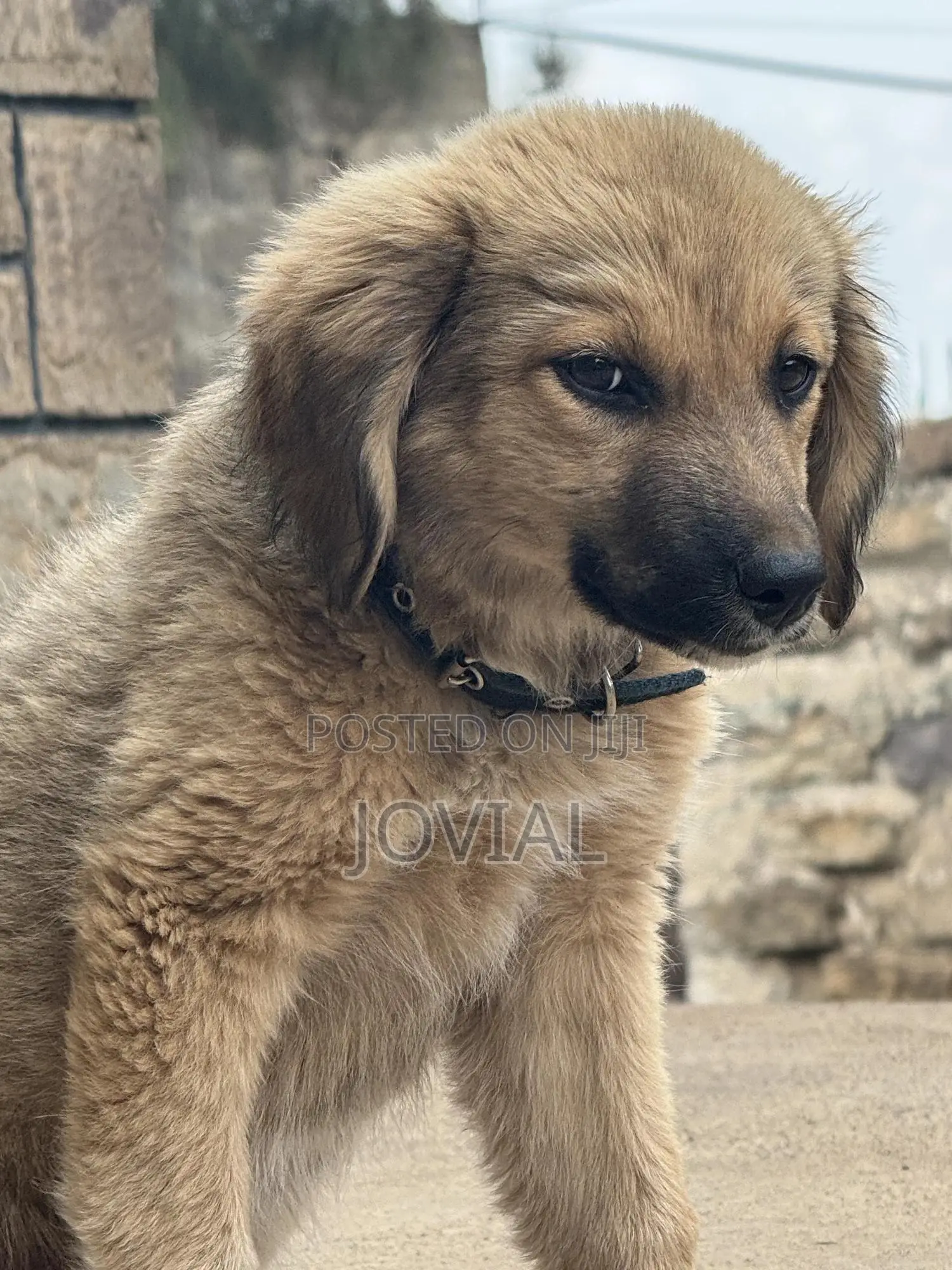 3-6 months Male Mixed Breed German Shepherd