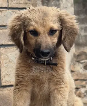 3-6 months Male Mixed Breed German Shepherd