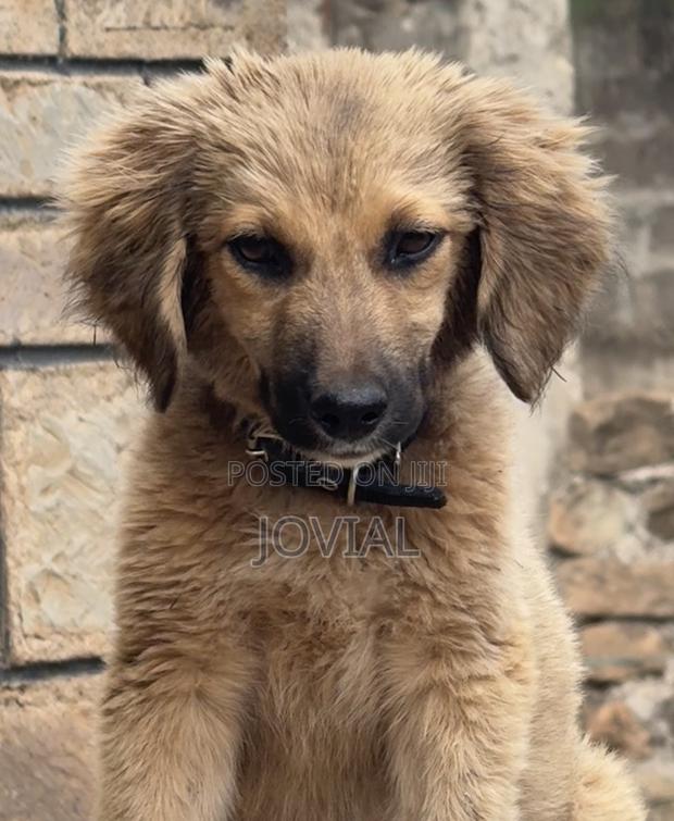 3-6 months Male Mixed Breed German Shepherd - thumbnail 4