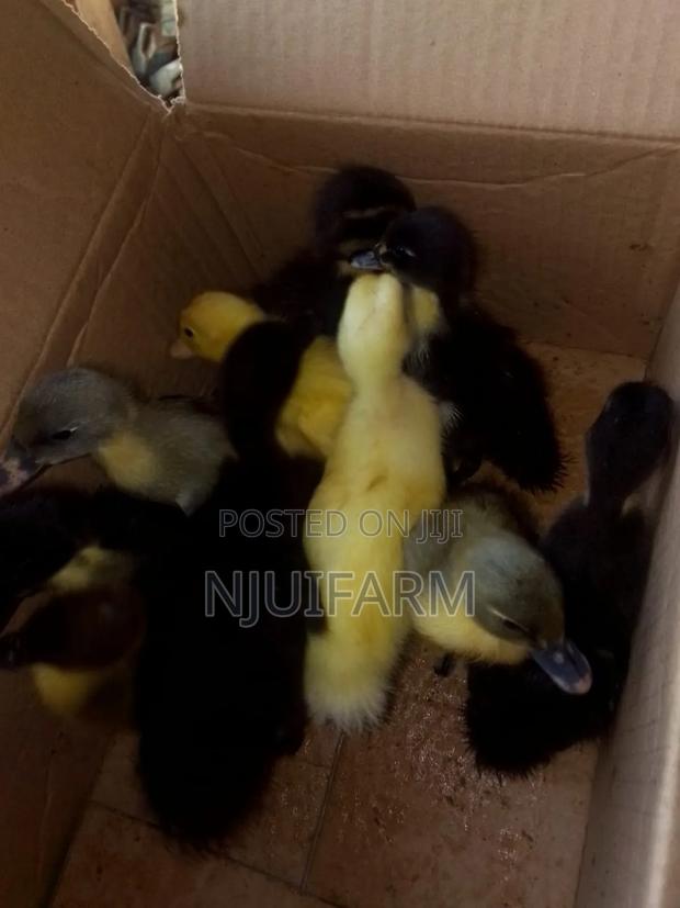 Ducklings for Sale - main view