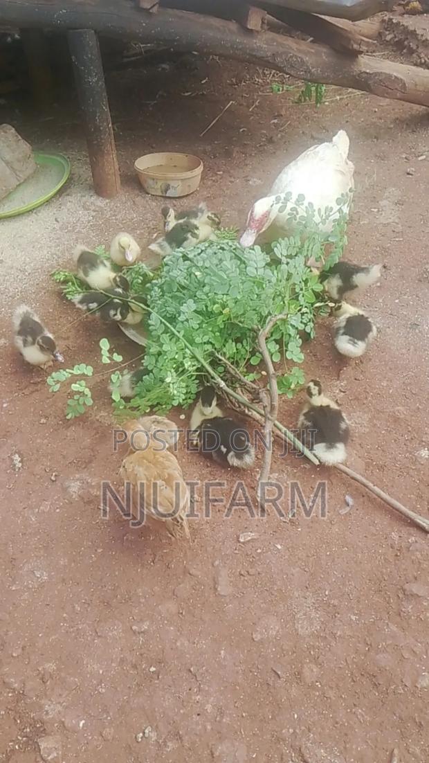 Ducklings for Sale - thumbnail 3