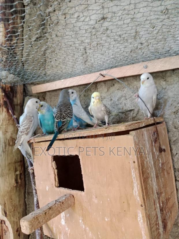 Parakeets for Sale in Kenya - main view