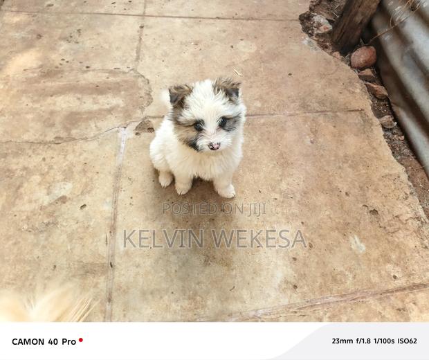 1-3 months Male Purebred Japanese Spitz - thumbnail 4