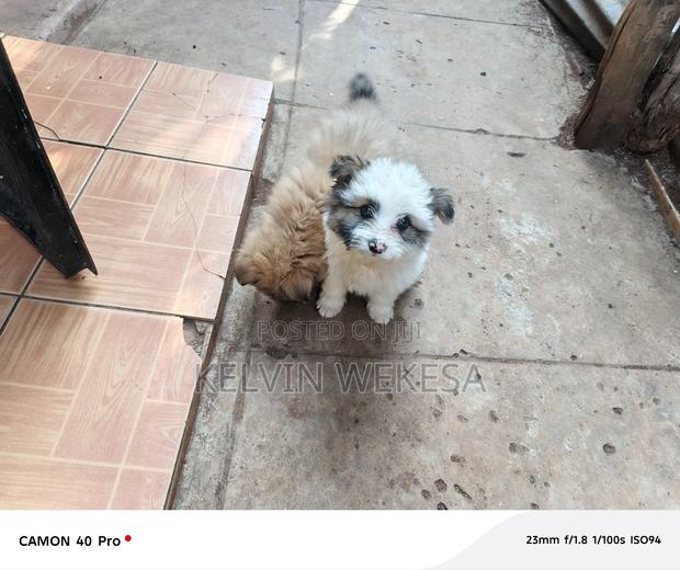 1-3 months Male Purebred Japanese Spitz - thumbnail 12