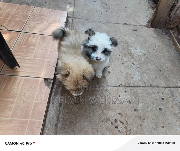 1-3 months Male Purebred Japanese Spitz - thumbnail 5