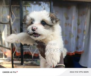 1-3 months Male Purebred Japanese Spitz - thumbnail 2