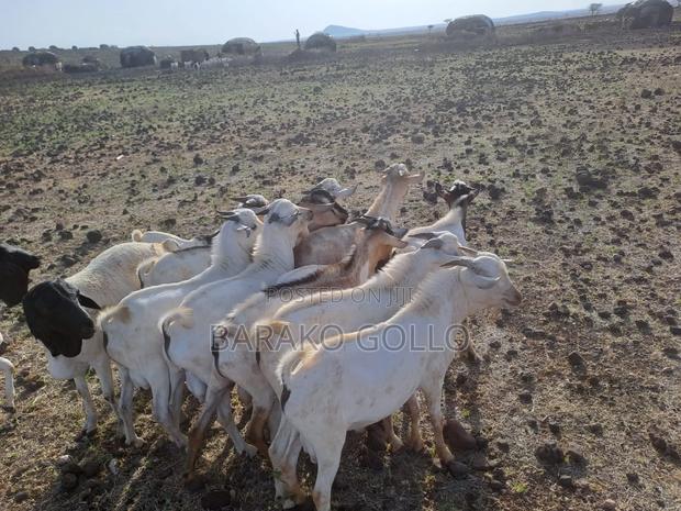 Galla Goats for Meat