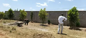 Kirinyaga / Kiangwachi Developed 3 Quota Touching Tarmac