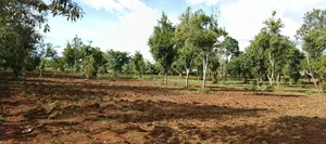 7 Acres Kirinyaga/ Kiandai