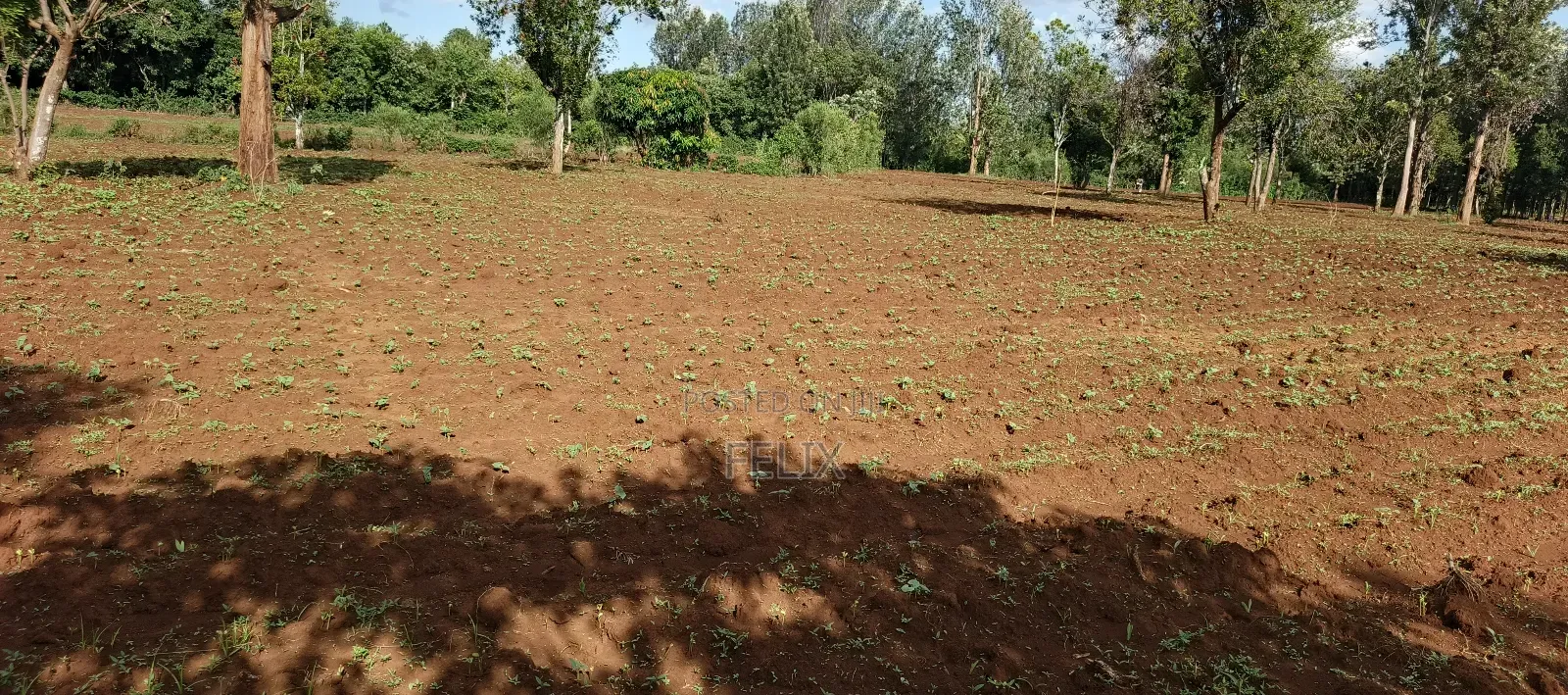 7 Acres Kirinyaga/ Kiandai
