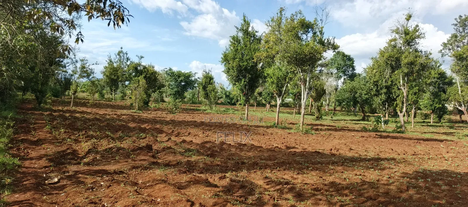 7 Acres Kirinyaga/ Kiandai
