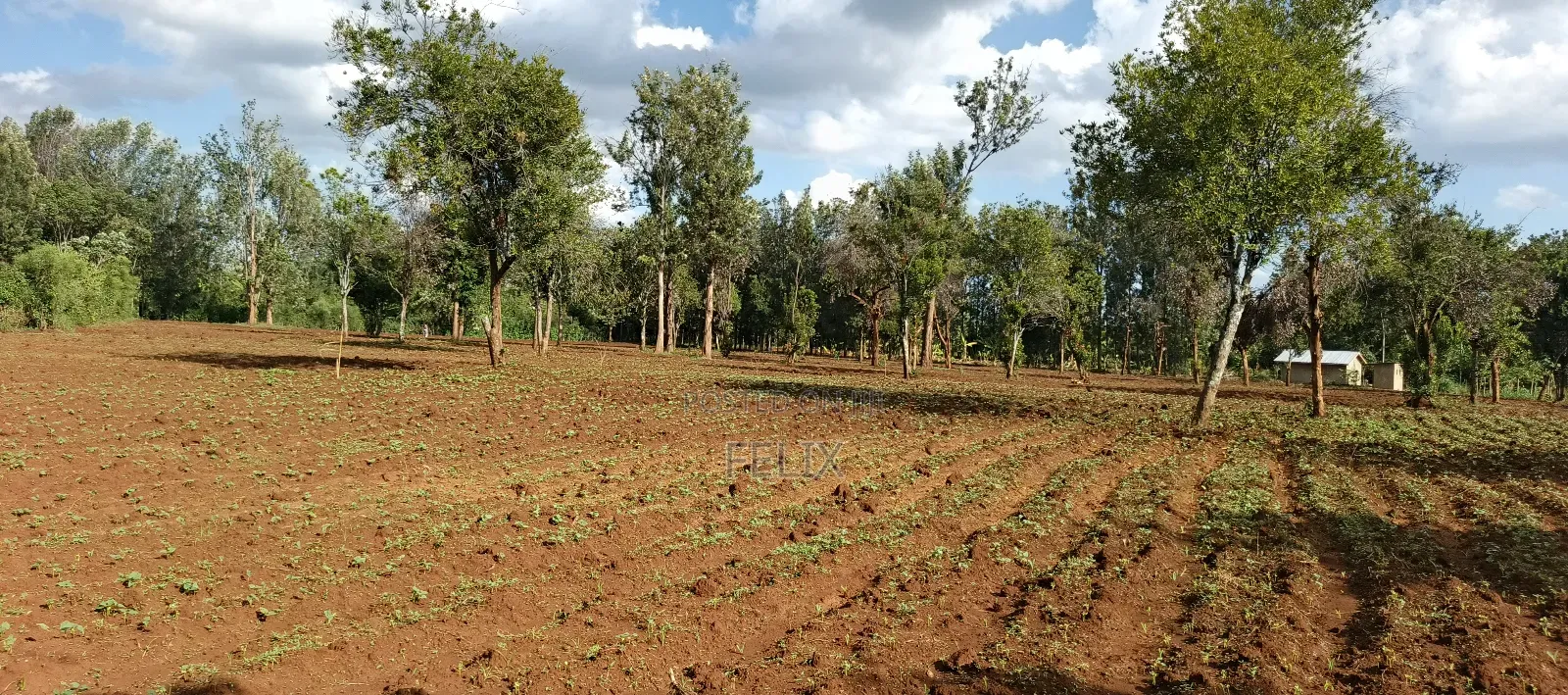 7 Acres Kirinyaga/ Kiandai