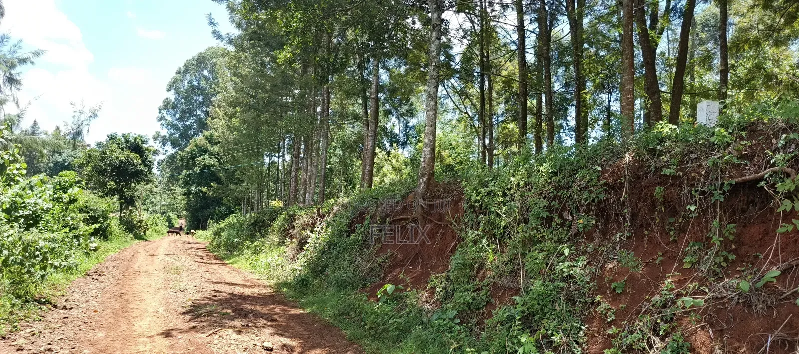 Karatina / Dem 1/2 Acre