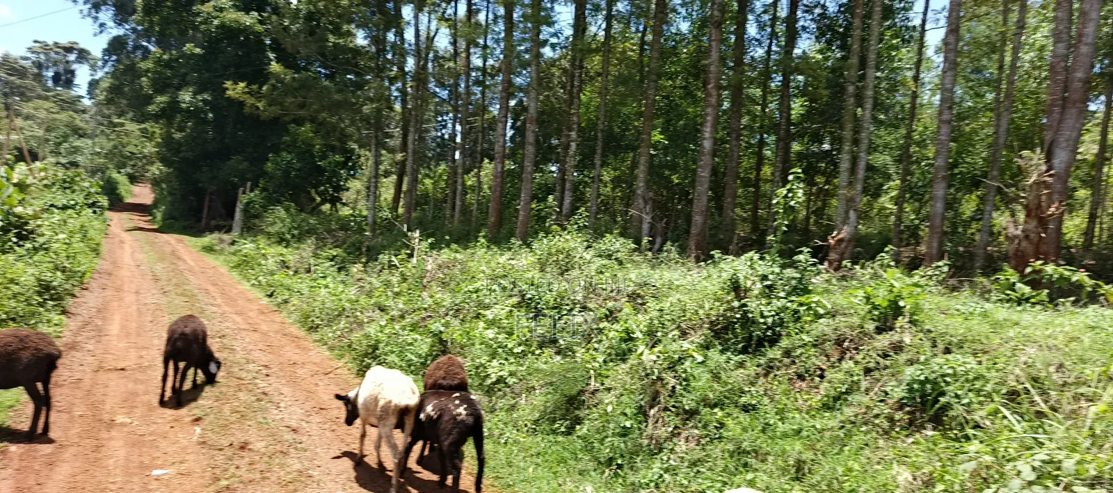 Karatina / Dem 1/2 Acre