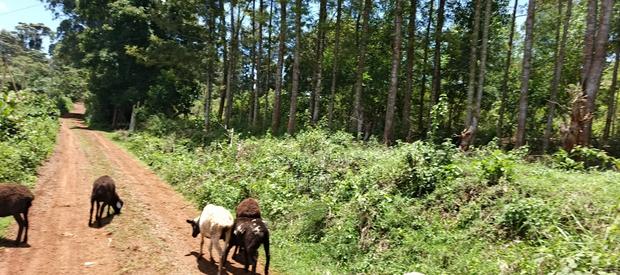 Karatina / Dem 1/2 Acre - thumbnail 9