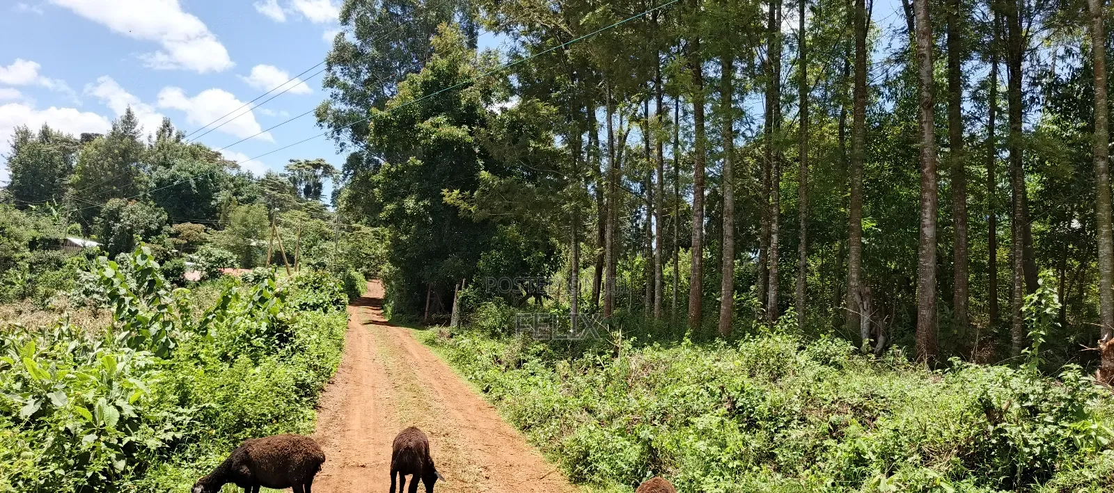 Karatina / Dem 1/2 Acre
