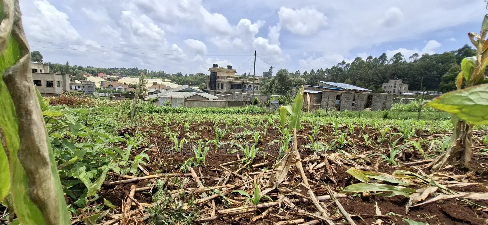 Kikuyu Ondiri 100x100 Plot Available for Sale